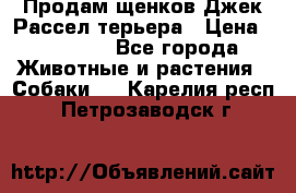 Продам щенков Джек Рассел терьера › Цена ­ 25 000 - Все города Животные и растения » Собаки   . Карелия респ.,Петрозаводск г.